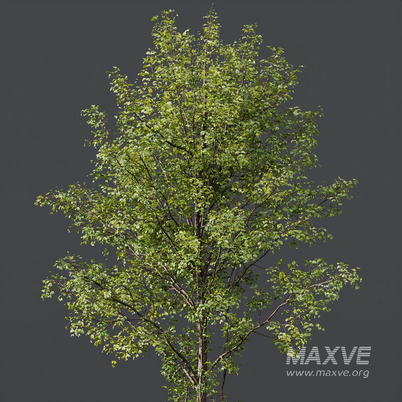 Alnus Glutinosa-3 trees - Image 2