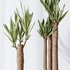 Plants Yucca Elephantipes Gigantea Vase Set02 - Thumbnail 2