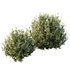 HQ Plants Montra Olive Bush Version8 - Thumbnail 3