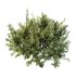 Montra Olive Bush - Thumbnail 3