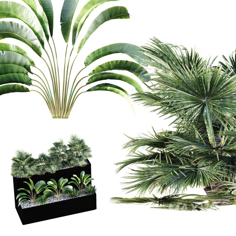 HQ Tree and bush garden box outdoor VOL 11 - Image 3