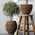 Plants Mission Olive Tree Indoor Vase Set004 - Thumbnail 2