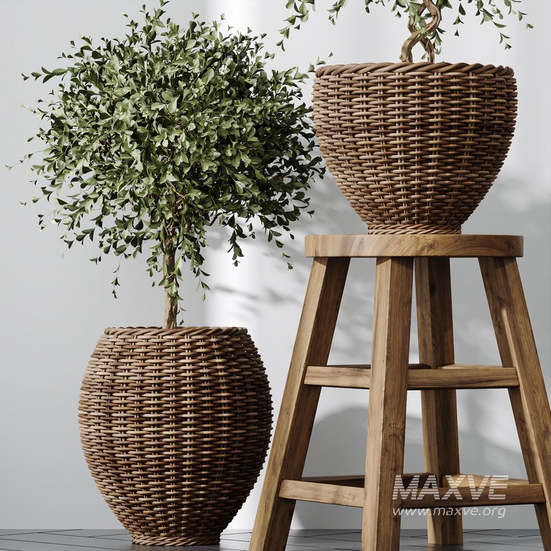 Plants Mission Olive Tree Indoor Vase Set004 - Image 2