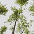 Alnus glutinosa - Thumbnail 3