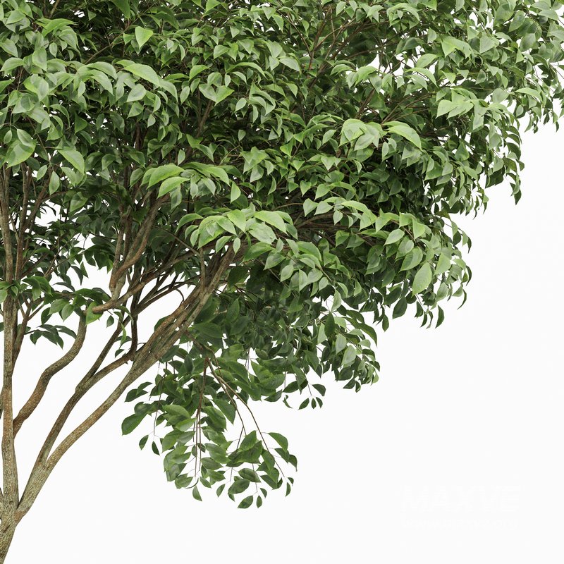 Michelia Champaca and Japanese Cherry Leaf - Image 3