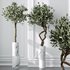 HQ Plants Mission Olive Tree Indoor Vase Set003 - Thumbnail 3