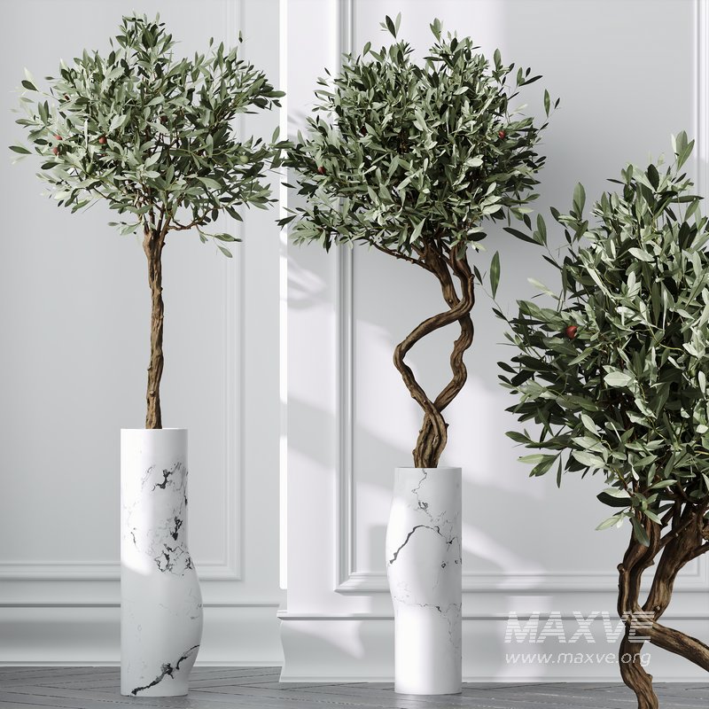 HQ Plants Mission Olive Tree Indoor Vase Set003 - Image 3
