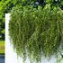 Wall Artificial Hanging Plants-01 - Thumbnail 4