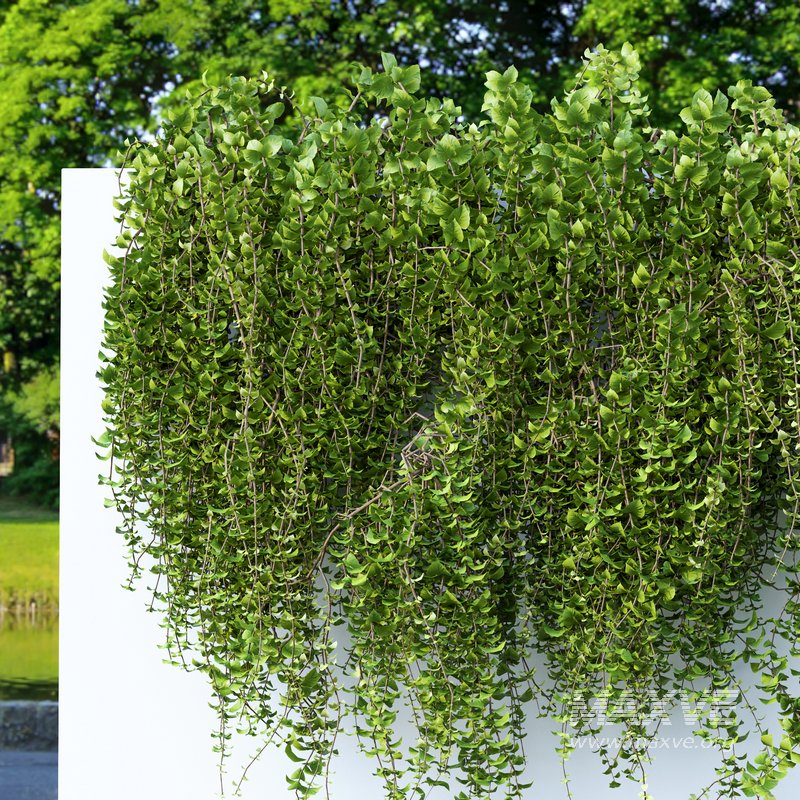 Wall Artificial Hanging Plants-01 - Image 4