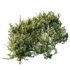 HQ Plants Montra Olive Bush Version1 - Thumbnail 4
