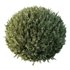 HQ Plants Montra Olive Bush Version3 - Thumbnail 4