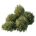 HQ Plants Montra Olive Bush Version2 - Thumbnail 2