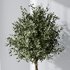 HQ Plants Mission Olive Tree Indoor Vase Set005 - Thumbnail 2
