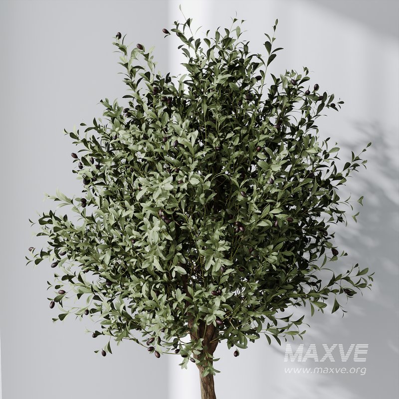 HQ Plants Mission Olive Tree Indoor Vase Set005 - Image 2