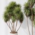 Plants Yucca Elephantipes Gigantea Vase Set04 - Thumbnail 4