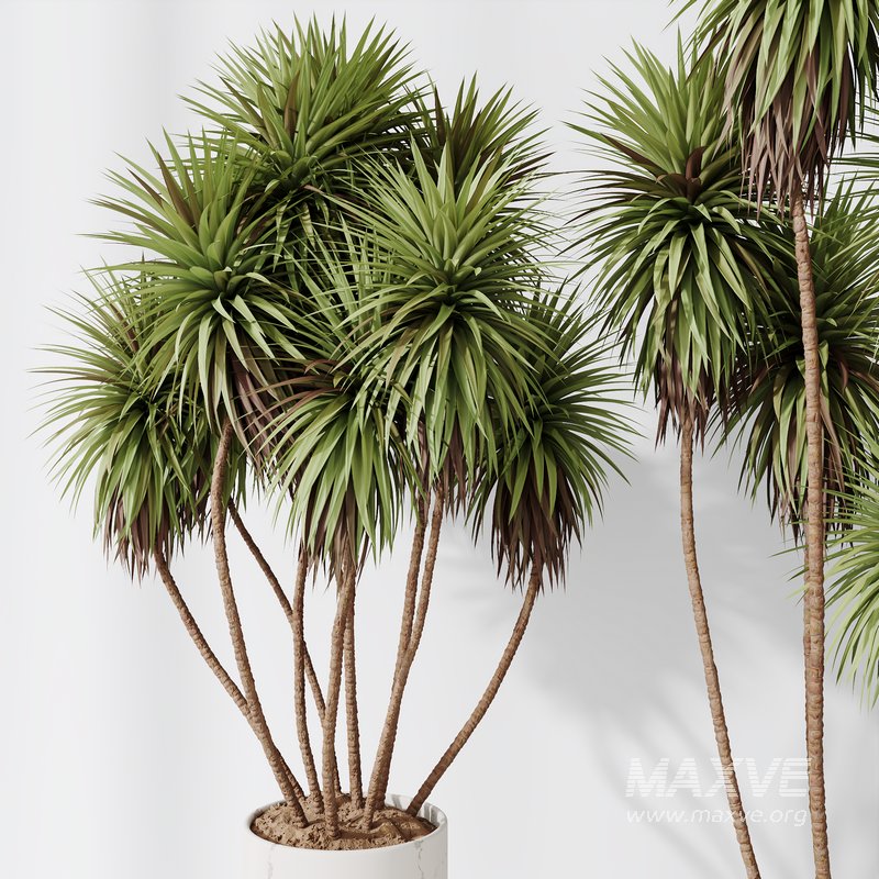 Plants Yucca Elephantipes Gigantea Vase Set04 - Image 4