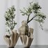 Plants Mission Olive Tree Indoor Vase Set002 - Thumbnail 3