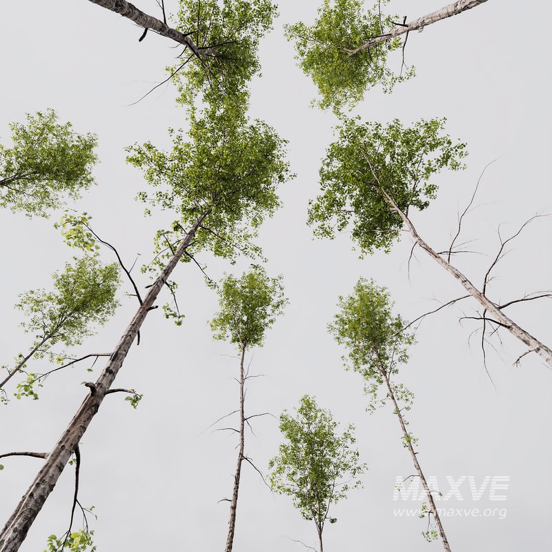 Betula Pendula - Image 4