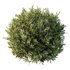 Montra Olive Bush - Thumbnail 4
