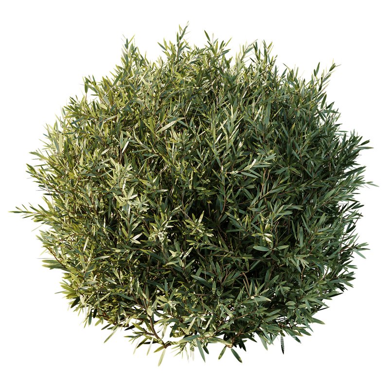 Montra Olive Bush - Image 4