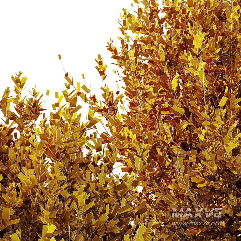 HQ Plants Montra Olive Bush Version8 - Image 4