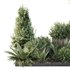 HQ Tree and bush garden box outdoor VOL 17 - Thumbnail 4