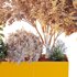 HQ Tree and bush garden box outdoor VOL 13 - Thumbnail 4