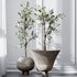 HQ Plants Mission Olive Tree Indoor Vase Set001 - Thumbnail 2
