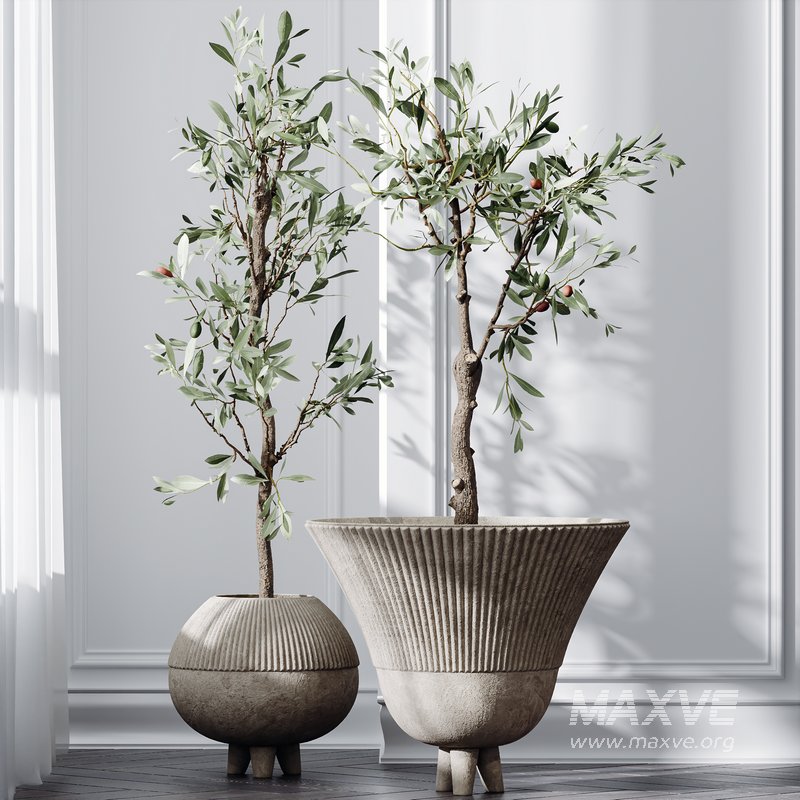 HQ Plants Mission Olive Tree Indoor Vase Set001 - Image 2