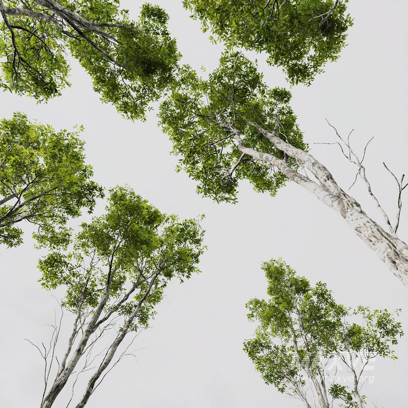 Betula Pendula and Castanea Sativa - Image 3