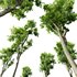 Fagus Grandifolia and Celtis Australis - Thumbnail 2