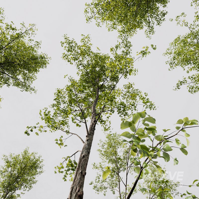 Castanea Sativa and Alnus Glutinosa - Image 4