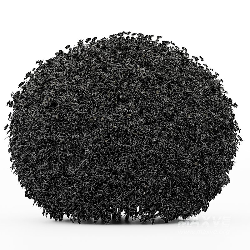 Dwarf Yaupon Holly flowering plants - Image 4