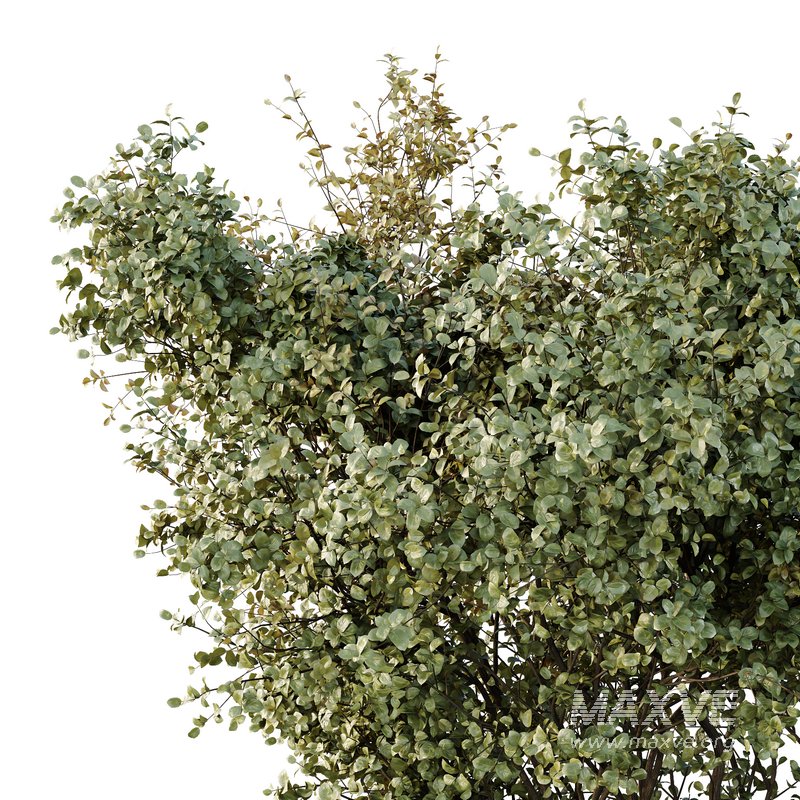 HQ Tree and bush garden box outdoor VOL 16 - Image 2