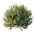 HQ Plants Montra Olive Bush Version10 - Thumbnail 3