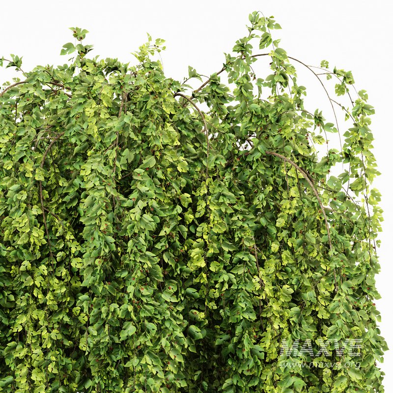 Weeping Mulberry Bagged Ornamental Chaparral - Image 4