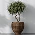 Plants Mission Olive Tree Indoor Vase Set004 - Thumbnail 3