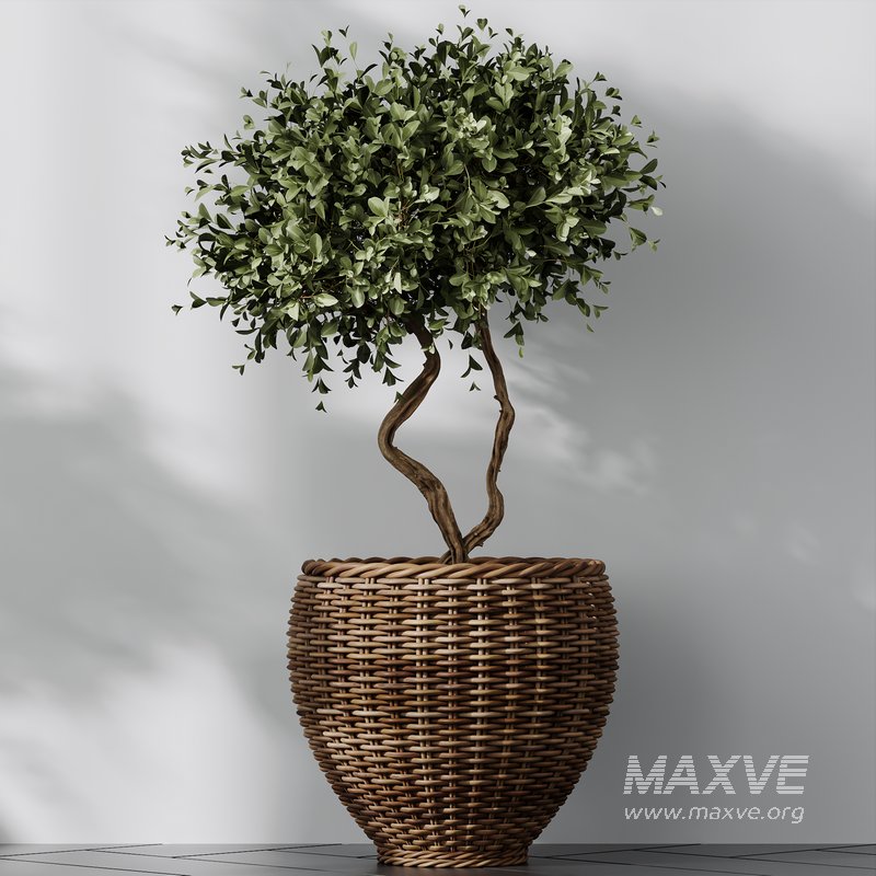 Plants Mission Olive Tree Indoor Vase Set004 - Image 3