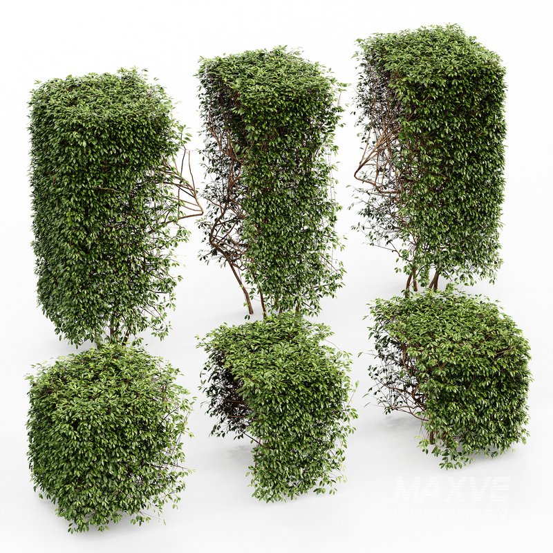 HQ Dwarf Yaupon Holly Spherical Cone Spherical Box hedge - Image 4