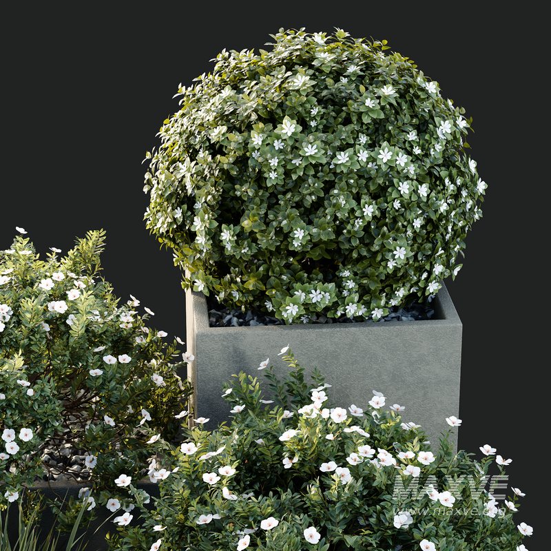 HQ Tree and bush garden box outdoor VOL 10 - Image 4