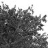 Water Gum Tree - Thumbnail 5