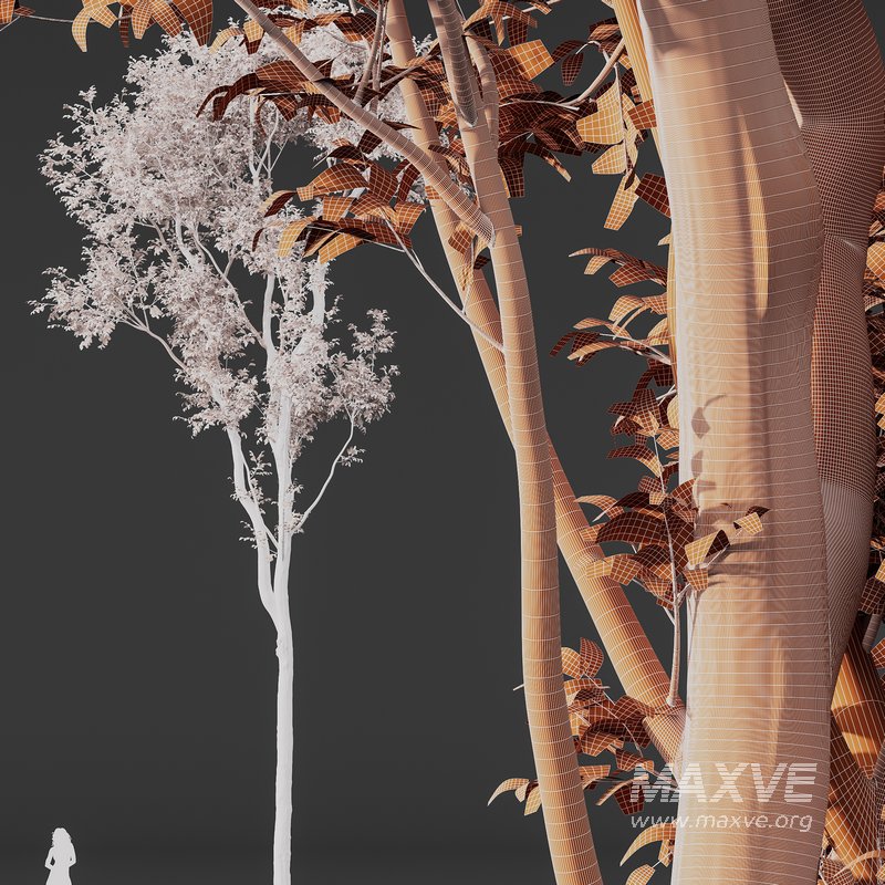 Carpinus Betulus and Celtis Australis - Image 5