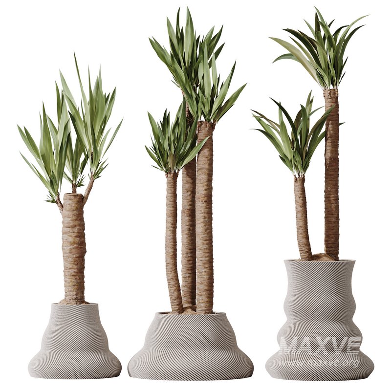 Plants Yucca Elephantipes Gigantea Vase Set02 - Image 1