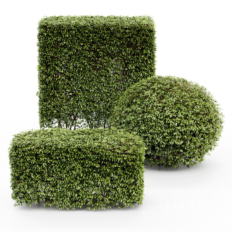 HQ Dwarf Yaupon Holly Spherical Cone Spherical Box hedge - Image 5