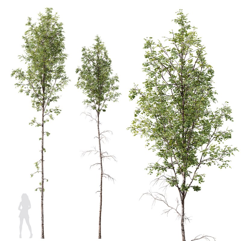 Betula Pendula - Image 5