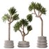 Plants Yucca Elephantipes Gigantea Vase Set01 - Thumbnail 1