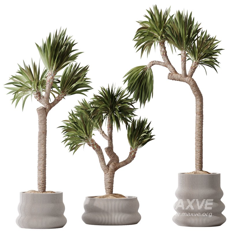 Plants Yucca Elephantipes Gigantea Vase Set01 - Image 1
