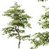 Carpinus Betulus - Thumbnail 5