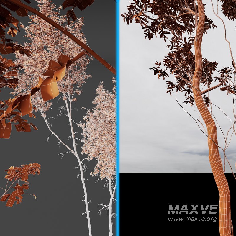 Betula Pendula and Castanea Sativa - Image 4