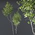 Betula Pendula and Castanea Sativa - Thumbnail 4